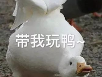 娱乐吃瓜鸭鸭鸭,鸭鸭鸭带你领略娱乐圈风云变幻