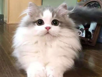 曼基康猫,短腿萌宠的个性魅力与养护指南
