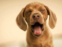 娱乐吃瓜酱阿姨卖小狗,娱乐吃瓜酱背后的温馨故事