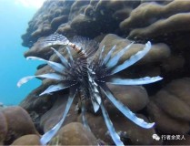 海南环岛旅游平允拟筑40个驿站!如何筑？求观点!（一级黄网站正在线观望免费-一级黄网站正在线观望免费下载安置版V），此日带你们来佳丽鱼冲浪俱笑部体味一下1v多的后海冲浪便是这家佳丽鱼俱笑部。现只消16
